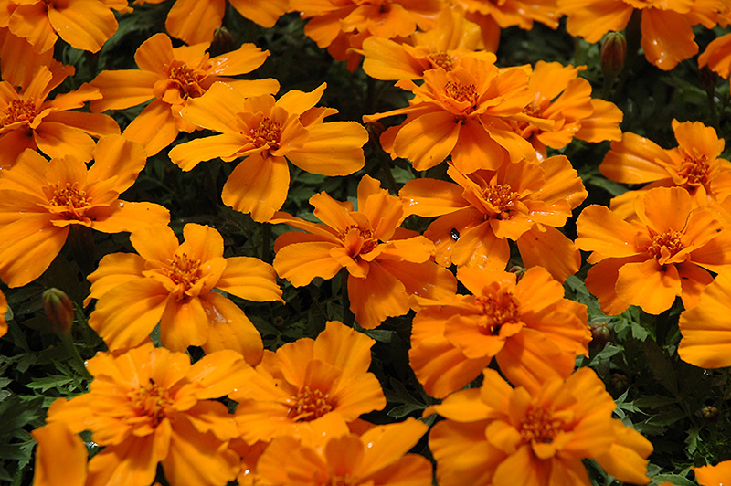 Safari Tangerine Marigold (Tagetes patula 'Safari Tangerine') at Vandermeer Nursery