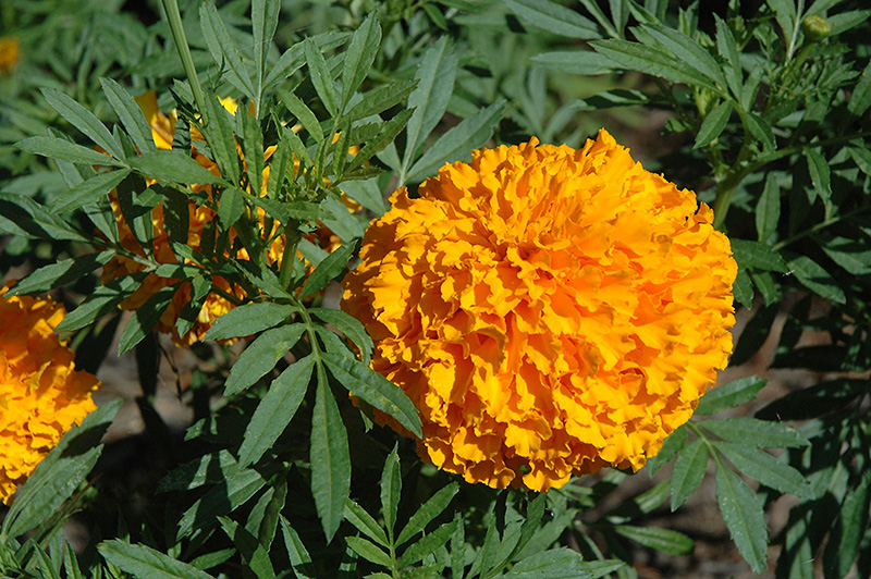 Bali Orange Marigold (Tagetes erecta 'Bali Orange') at Vandermeer Nursery