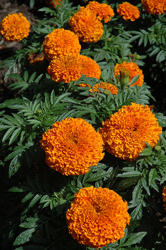 Moonsong Deep Orange Marigold (Tagetes erecta 'Moonsong Deep Orange') at Vandermeer Nursery