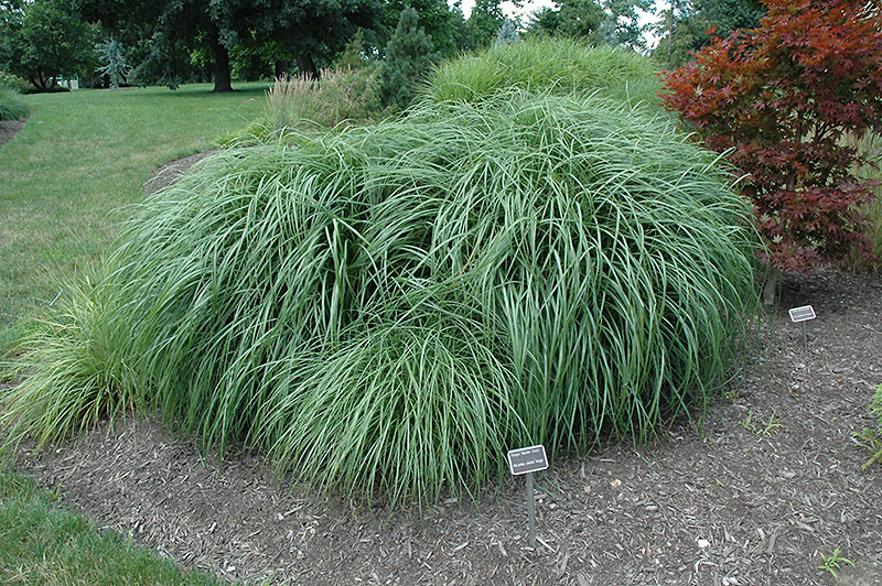 Adagio Maiden Grass (Miscanthus sinensis 'Adagio') at Vandermeer Nursery