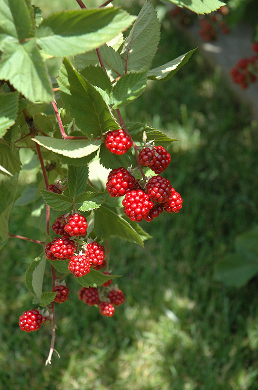 Heritage Raspberry (Rubus 'Heritage') at Vandermeer Nursery