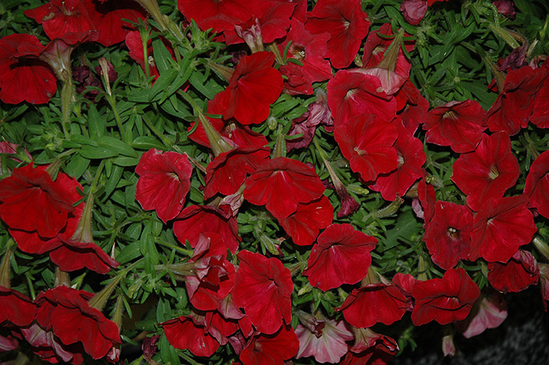 Damask Red Petunia (Petunia 'Damask Red') at Vandermeer Nursery