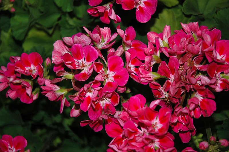 Savannah Hot Pink Sizzle Geranium (Pelargonium 'Savannah Hot Pink Sizzle') at Vandermeer Nursery
