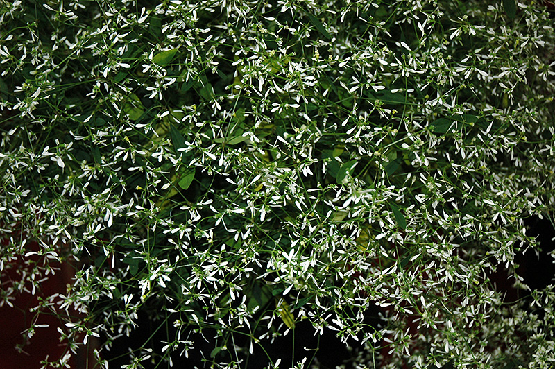 Stardust White Flash Euphorbia (Euphorbia 'Stardust White Flash') at Vandermeer Nursery