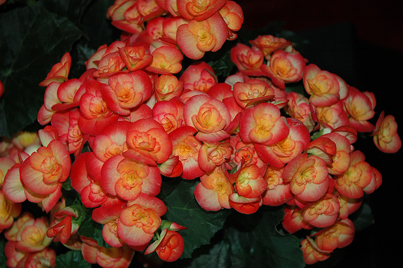 Carneval Begonia (Begonia x hiemalis 'Carneval') at Vandermeer Nursery