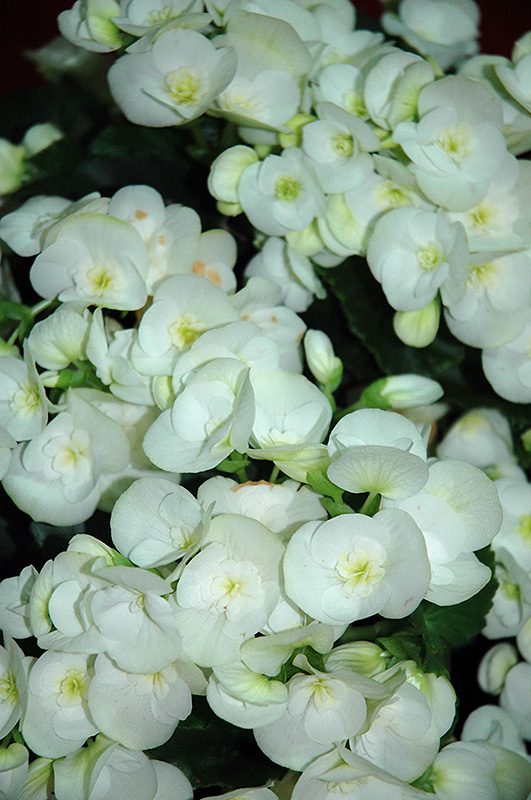 Clara Begonia (Begonia x hiemalis  'Clara') at Vandermeer Nursery