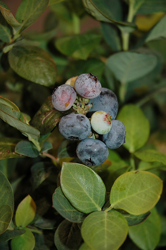 Peach Sorbet Blueberry (Vaccinium 'ZF06-043') at Vandermeer Nursery