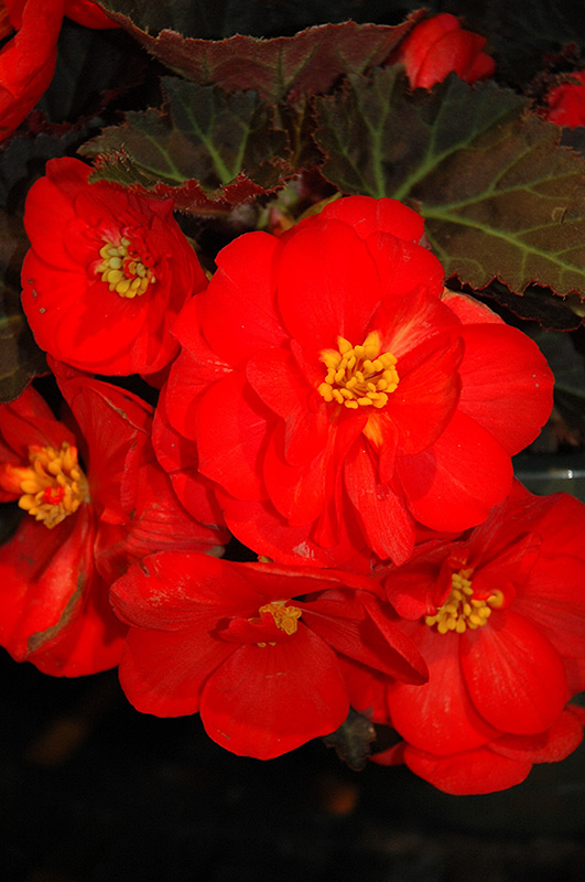Nonstop Mocca Scarlet Begonia (Begonia 'Nonstop Mocca Scarlet') at Vandermeer Nursery