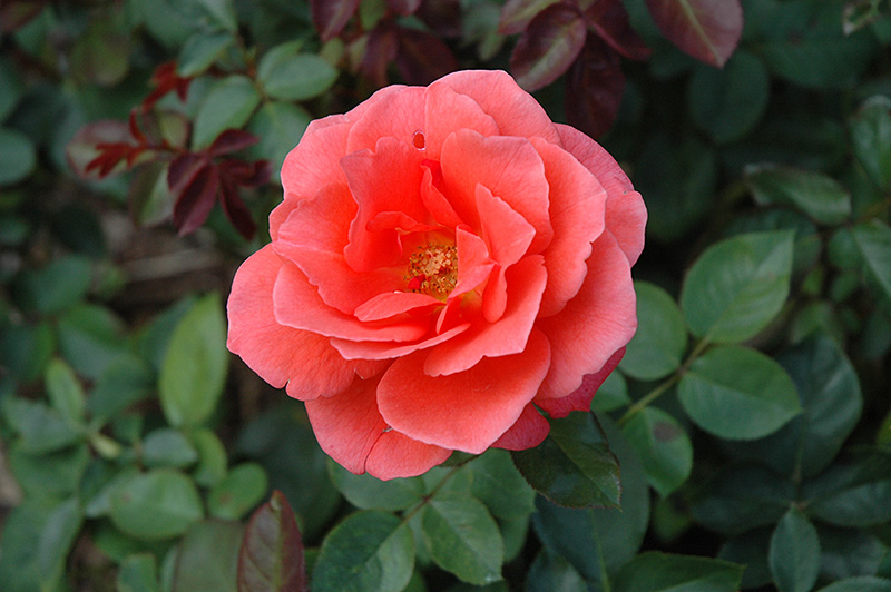 Candelabra Rose (Rosa 'JACcinqo') at Vandermeer Nursery