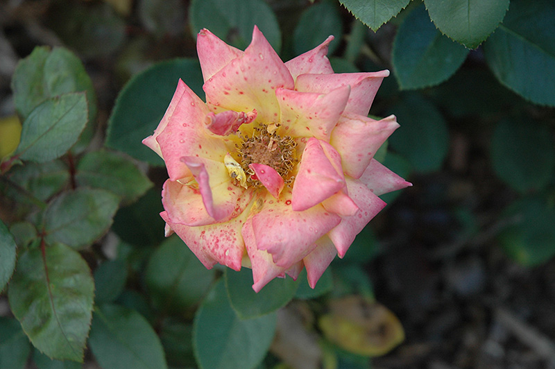 Red Gold Rose (Rosa 'Dicor') at Vandermeer Nursery