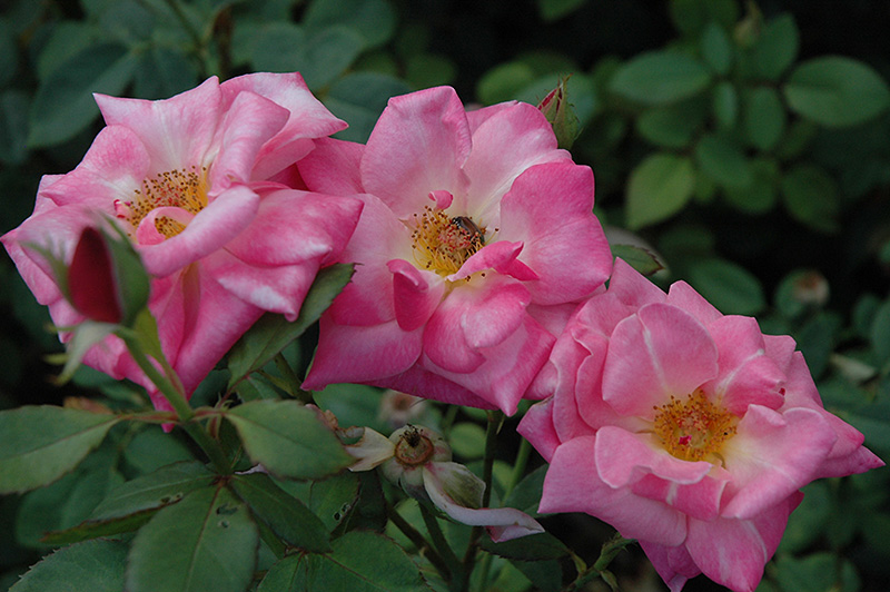 Pink Parfait Rose (Rosa 'Pink Parfait') at Vandermeer Nursery