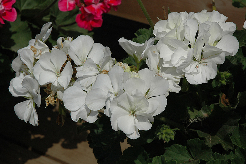 Moonlight White Geranium (Pelargonium 'Moonlight White') at Vandermeer Nursery