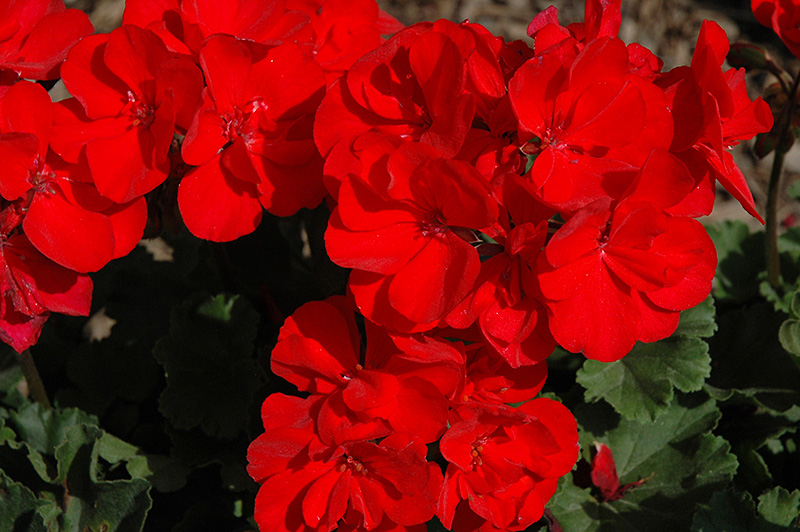 Savannah Red Geranium (Pelargonium 'Savannah Red') at Vandermeer Nursery