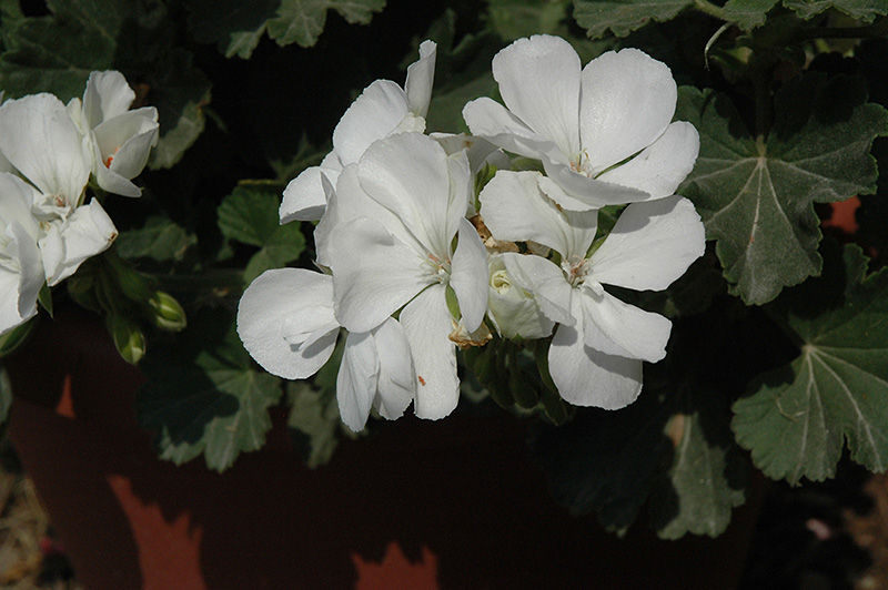 Savannah White Geranium (Pelargonium 'Savannah White') at Vandermeer Nursery