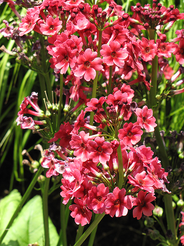 Miller's Crimson Primrose (Primula japonica 'Miller's Crimson') at Vandermeer Nursery