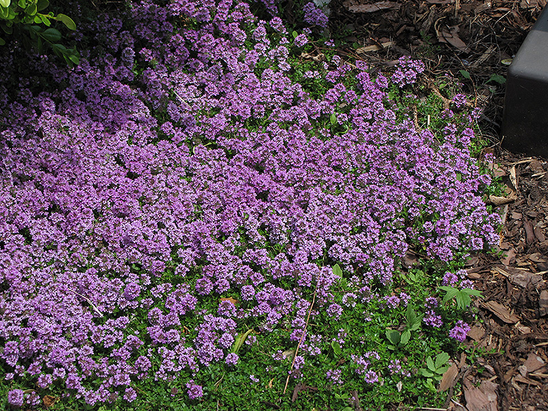 Purple Carpet Creeping Thyme (Thymus praecox 'Purple Carpet') at Vandermeer Nursery