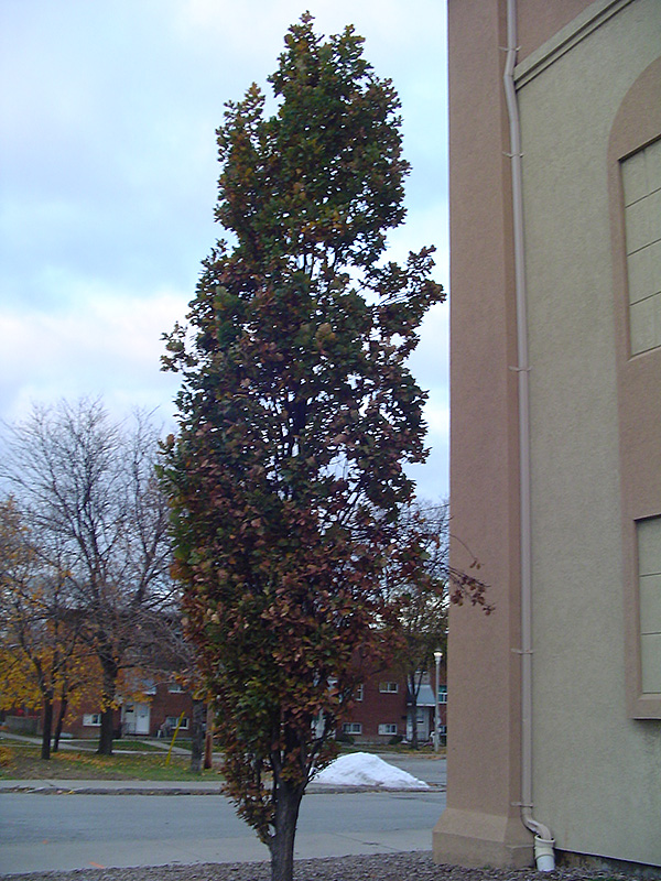 Pyramidal English Oak (Quercus robur 'Fastigiata') at Vandermeer Nursery