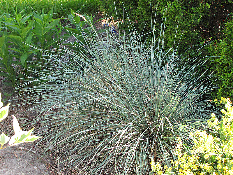 Sapphire Blue Oat Grass (Helictotrichon sempervirens 'Sapphire') at Vandermeer Nursery