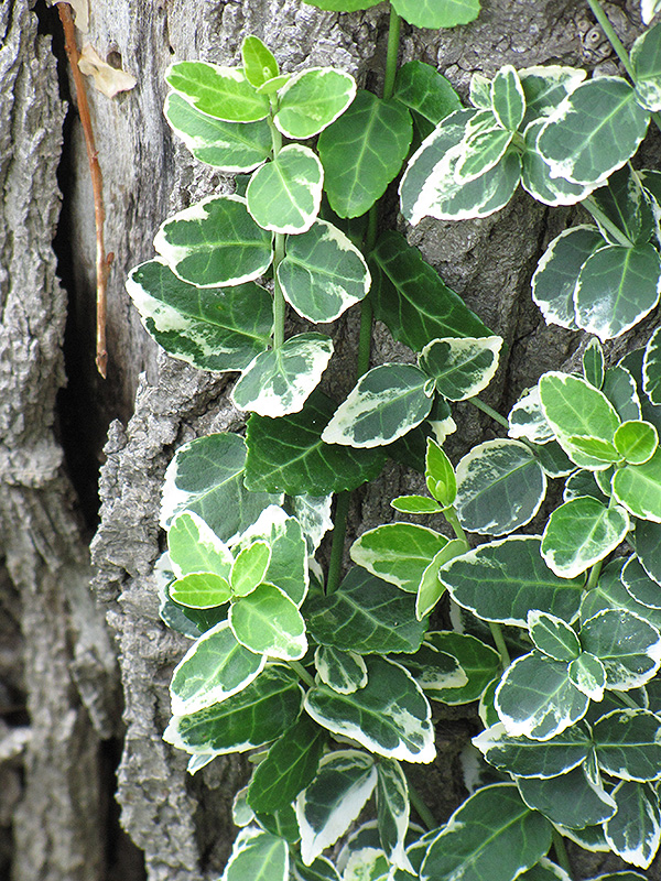 Emerald Gaiety Wintercreeper (Euonymus fortunei 'Emerald Gaiety') at Vandermeer Nursery