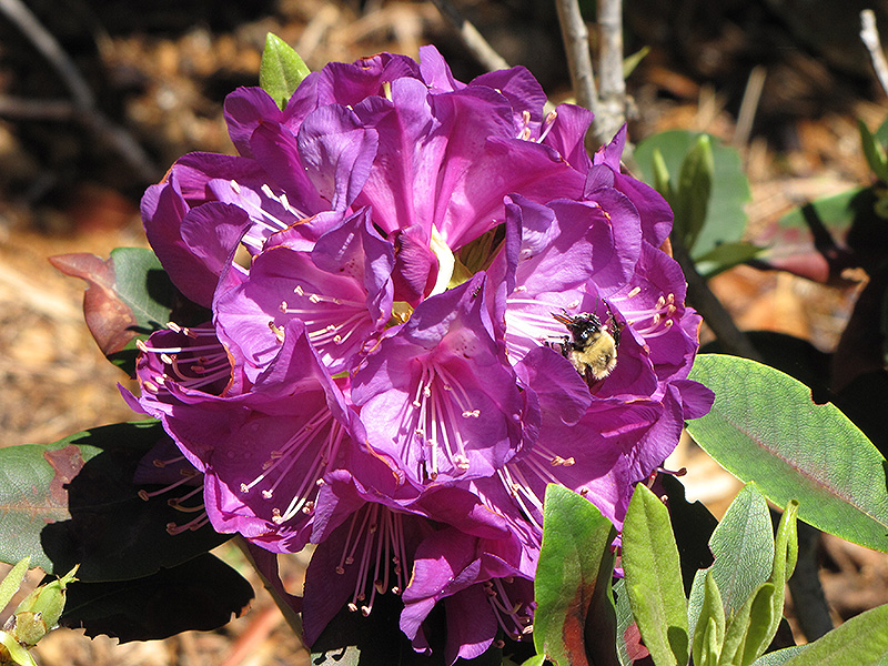 Purple Passion Rhododendron (Rhododendron 'Purple Passion') at Vandermeer Nursery