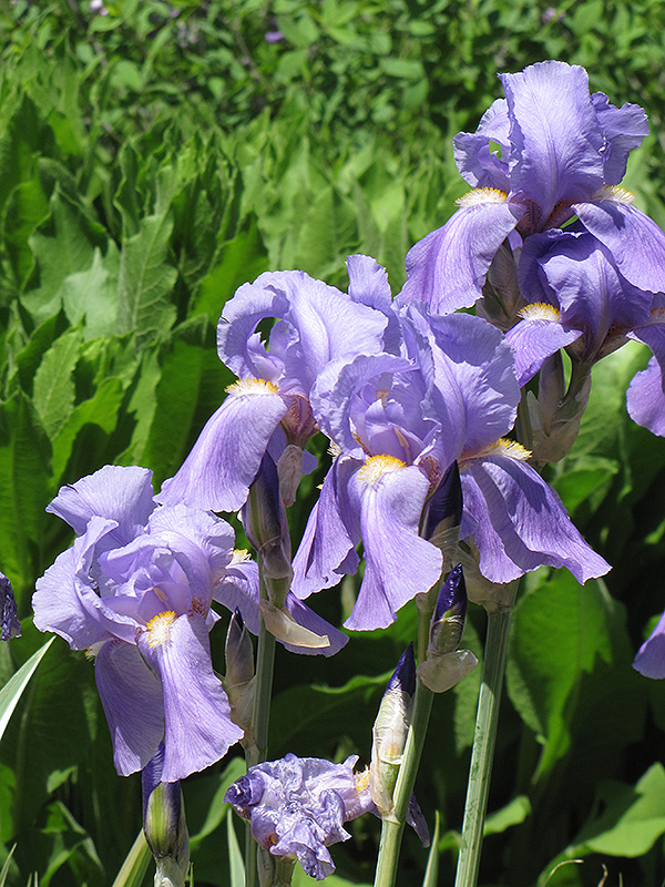 Golden Variegated Sweet Iris (Iris pallida 'Aureovariegata') at Vandermeer Nursery