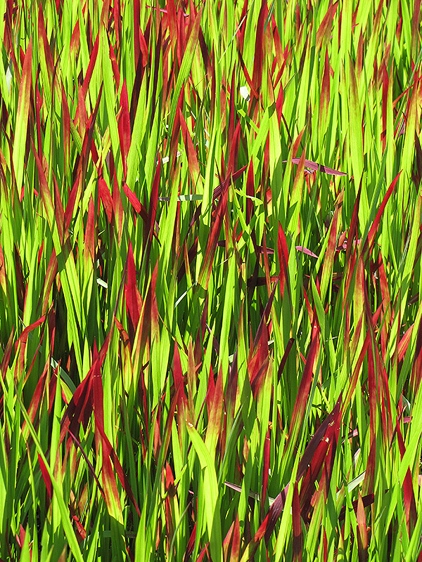 Red Baron Japanese Blood Grass (Imperata cylindrica 'Red Baron') at Vandermeer Nursery