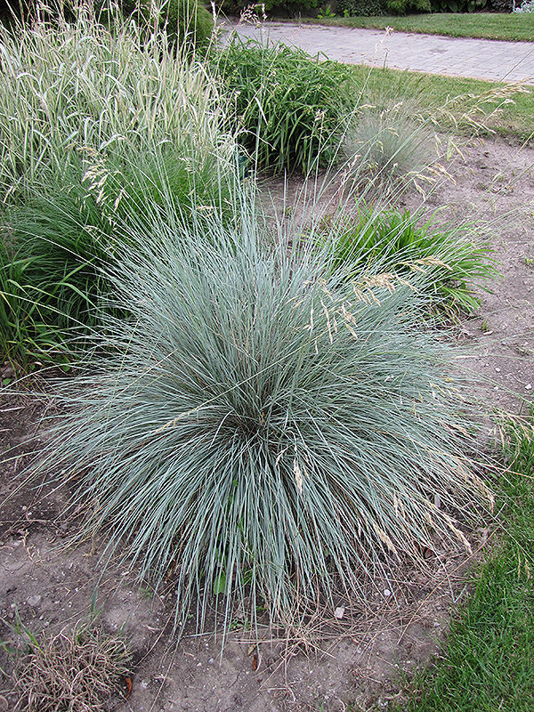 Blue Oat Grass (Helictotrichon sempervirens) at Vandermeer Nursery