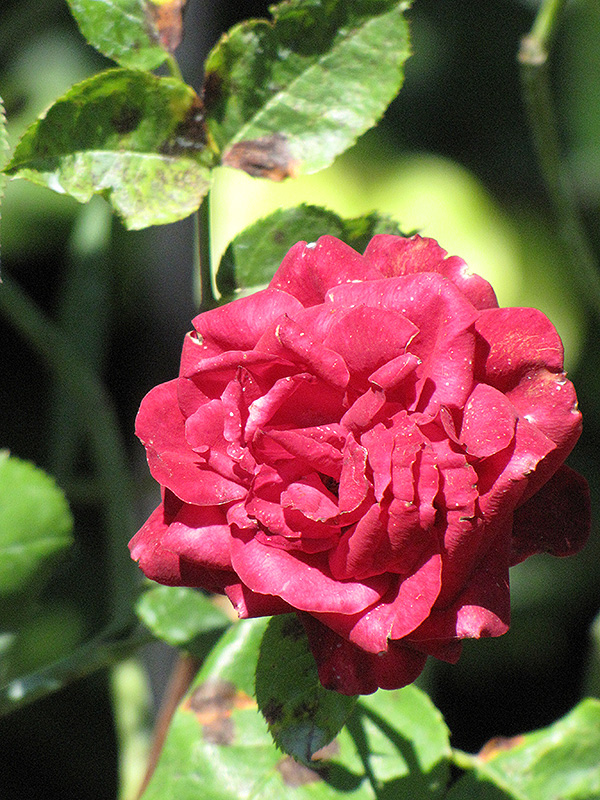 Red Fountain Rose (Rosa 'Red Fountain') at Vandermeer Nursery
