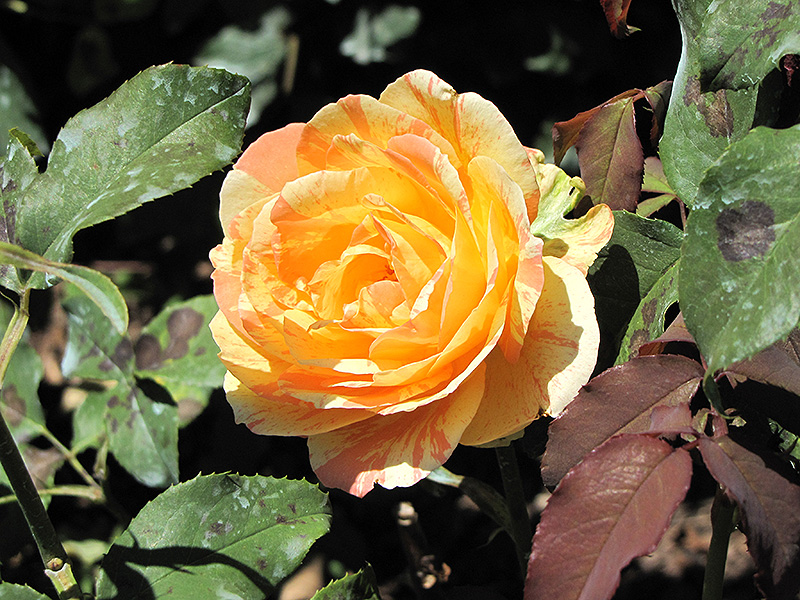 Rainbow Niagara Rose (Rosa 'Rainbow Niagara') at Vandermeer Nursery