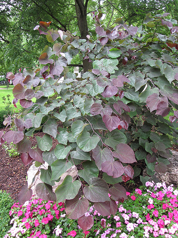 Forest Pansy Redbud (Cercis canadensis 'Forest Pansy') at Vandermeer Nursery