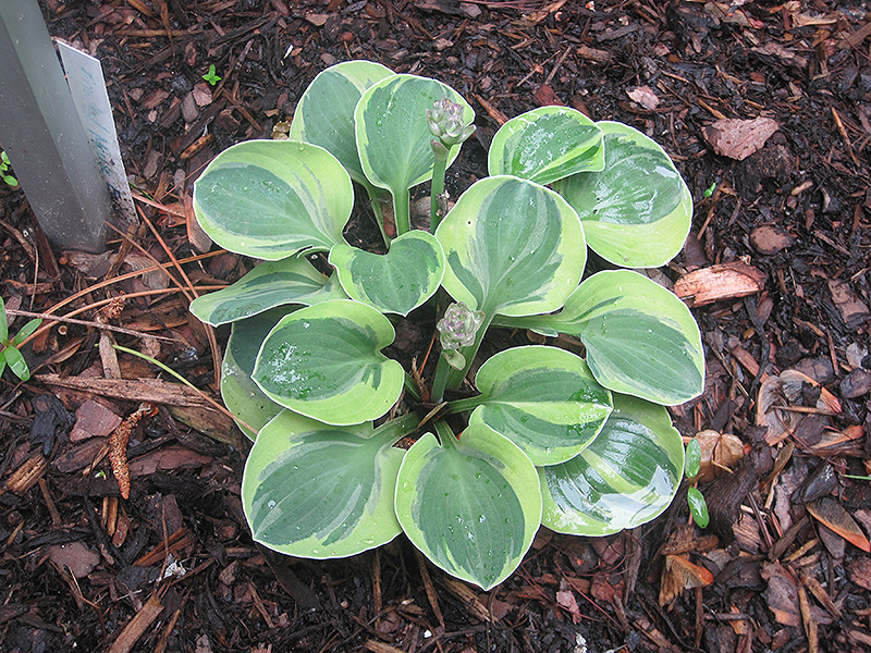 Frosted Mouse Ears Hosta (Hosta 'Frosted Mouse Ears') at Vandermeer Nursery