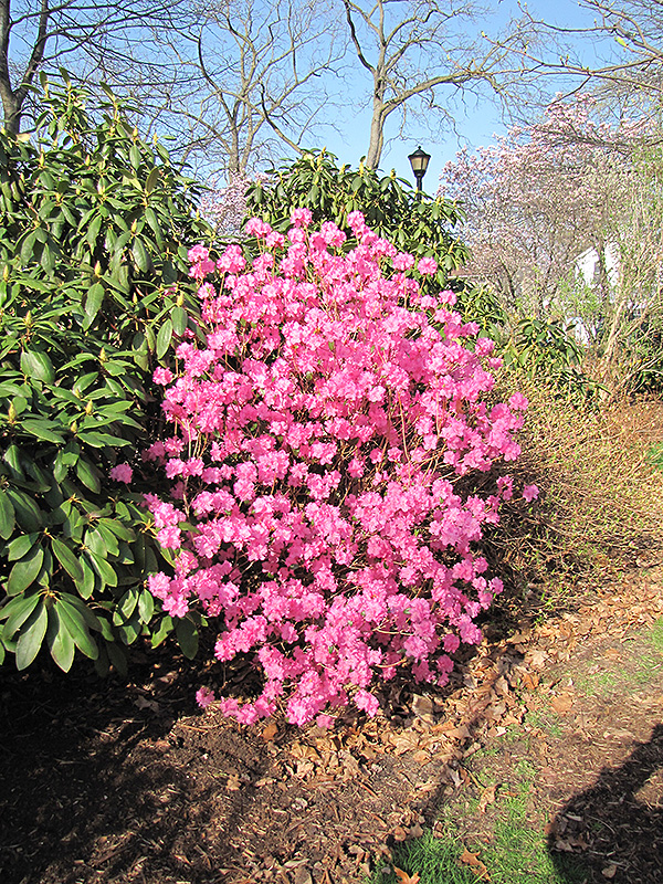 Landmark Rhododendron (Rhododendron 'Landmark') at Vandermeer Nursery
