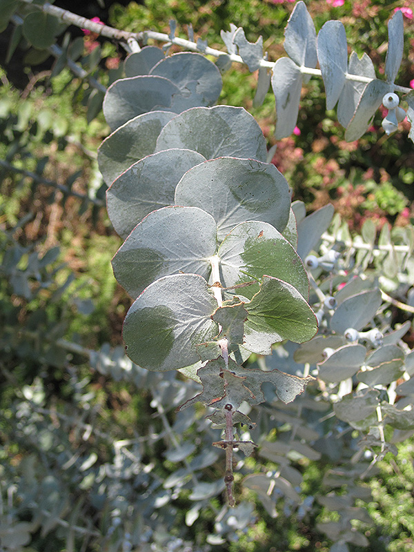 Baby Blue Silver-leaved Mountain Gum (Eucalyptus pulverulenta 'Baby Blue') at Vandermeer Nursery
