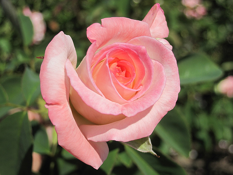 Secret Rose (Rosa 'Secret') at Vandermeer Nursery