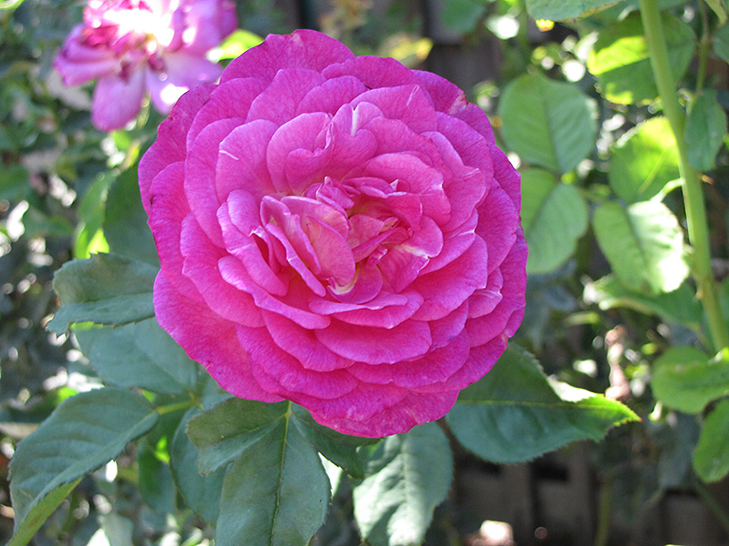 Outta The Blue Rose (Rosa 'Outta The Blue') at Vandermeer Nursery