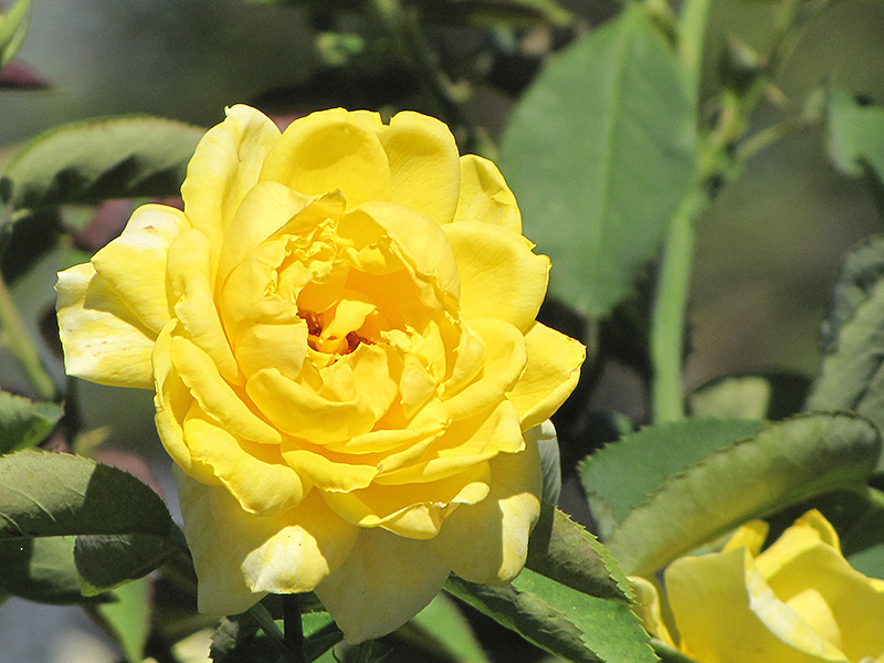 Mellow Yellow Rose (Rosa 'Mellow Yellow') at Vandermeer Nursery