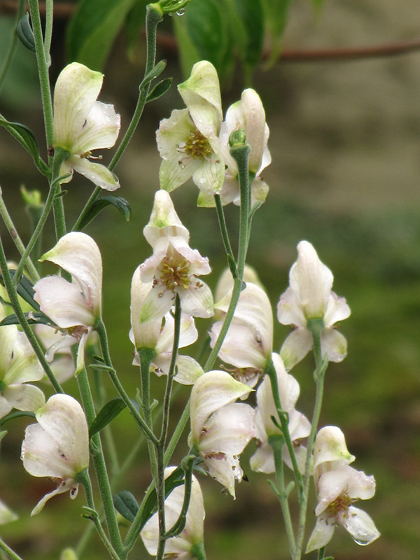 Common White Monkshood (Aconitum napellus 'Album') at Vandermeer Nursery