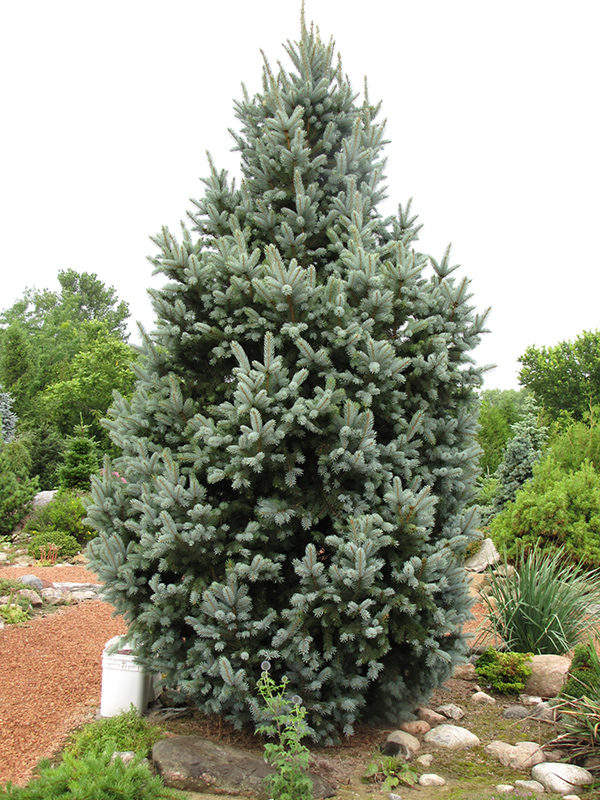 Iseli Fastigiate Spruce (Picea pungens 'Iseli Fastigiata') at Vandermeer Nursery