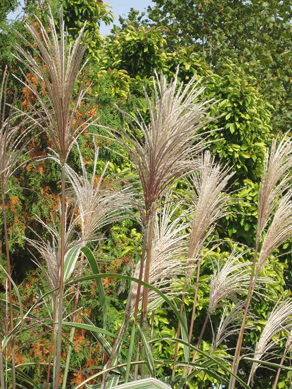 Variegated Silver Grass (Miscanthus sinensis 'Variegatus') at Vandermeer Nursery
