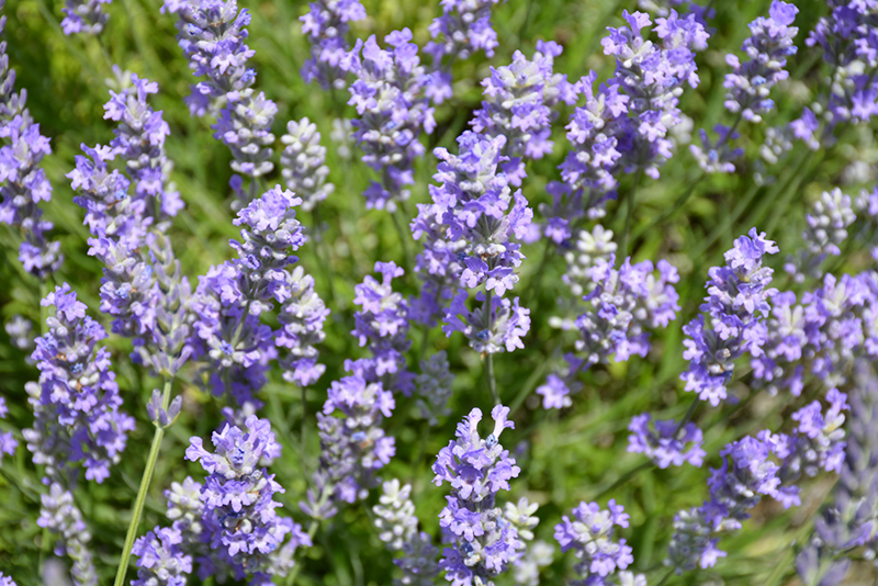 Blue Cushion Lavender (Lavandula angustifolia 'Blue Cushion') at Vandermeer Nursery