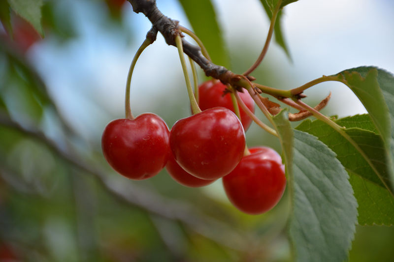 Montmorency Cherry (Prunus 'Montmorency') at Vandermeer Nursery