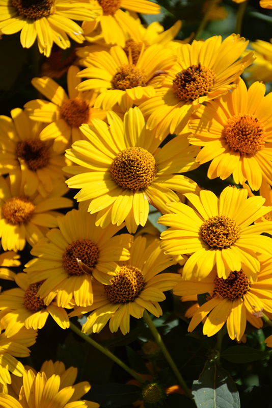 Tuscan Sun False Sunflower (Heliopsis helianthoides 'Tuscan Sun') at Vandermeer Nursery