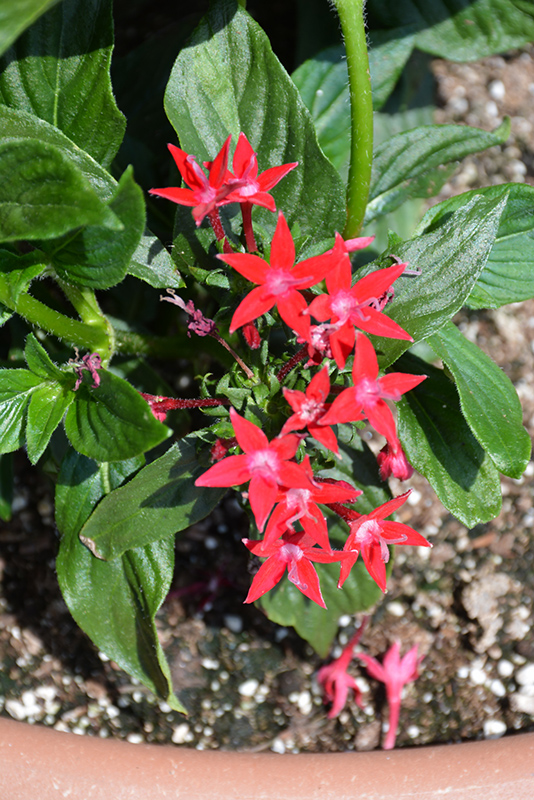 Starcluster Red Star Flower (Pentas lanceolata 'Starcluster Red') at Vandermeer Nursery