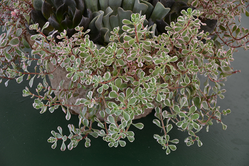 Tricolor Stonecrop (Sedum spurium 'Tricolor') at Vandermeer Nursery
