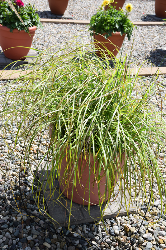 Little Miss Maiden Grass (Miscanthus sinensis 'Little Miss') at Vandermeer Nursery