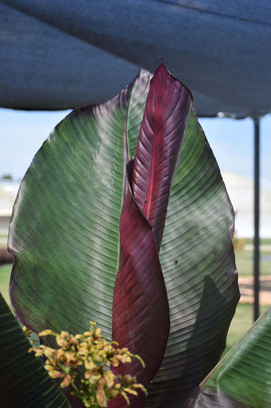 Red Banana (Ensete ventricosum 'Maurelii') at Vandermeer Nursery