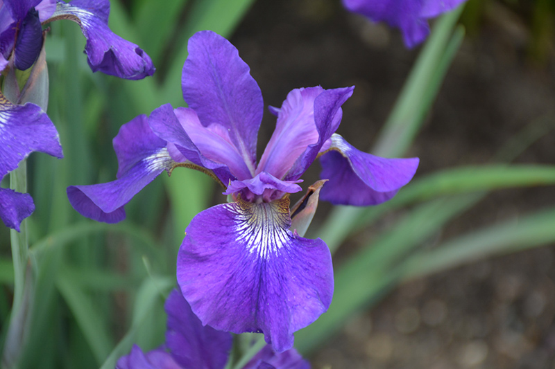 Ruffled Velvet Iris (Iris sibirica 'Ruffled Velvet') at Vandermeer Nursery