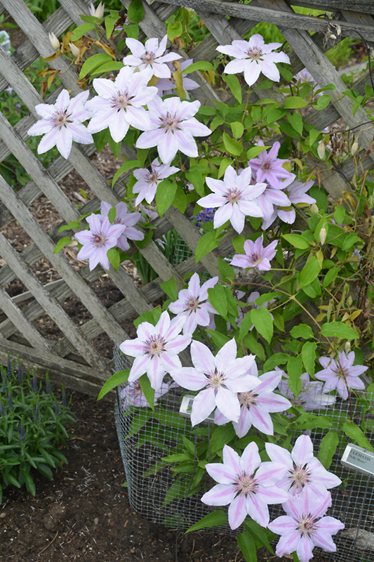 Nelly Moser Clematis (Clematis 'Nelly Moser') at Vandermeer Nursery