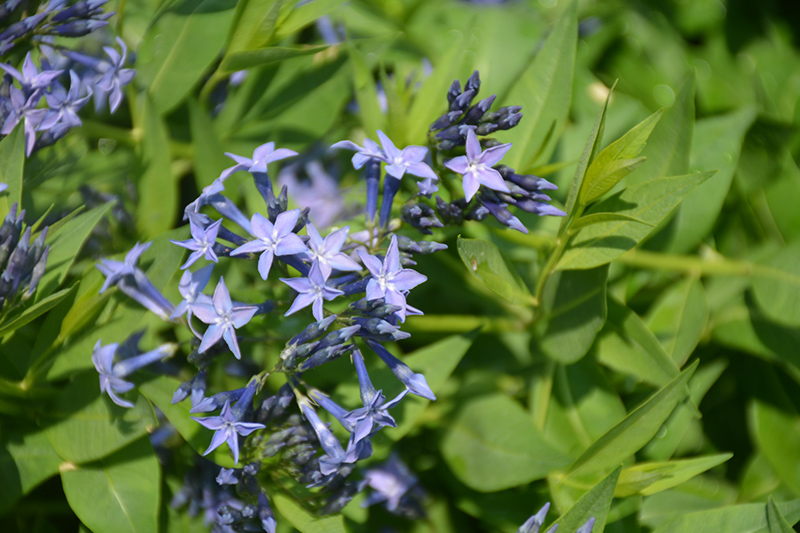 Blue Ice Star Flower (Amsonia tabernaemontana 'Blue Ice') at Vandermeer Nursery