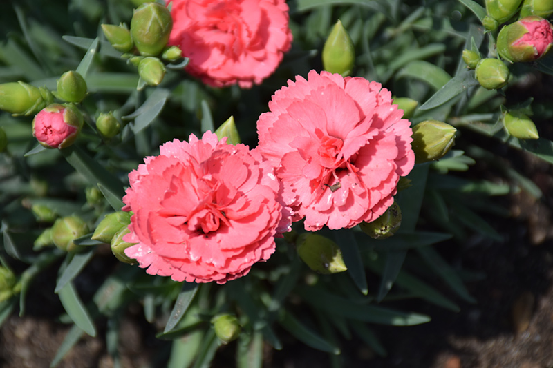 Fruit Punch Classic Coral Pinks (Dianthus 'Classic Coral') at Vandermeer Nursery